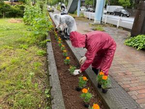 マリーゴールド植栽の様子（写真）