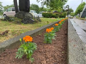 マリーゴールド植栽後の様子（写真）