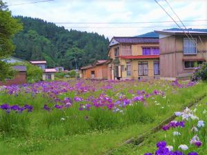 休耕田一面に咲く菖蒲の花（写真）