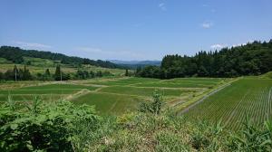 菖蒲東桝沢の棚田（写真）