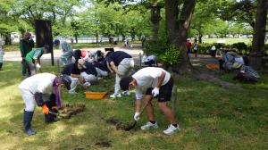 桜の樹下の土壌改良で穴を掘る参加者等の様子（写真）