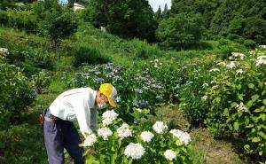 アジサイの手入れをする安原さんの写真