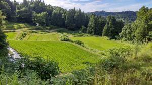 樽田の棚田の遠景写真