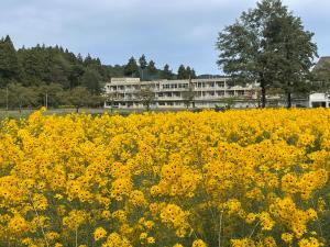 学校とヤナギバひまわり（安塚区石橋）（風景写真）