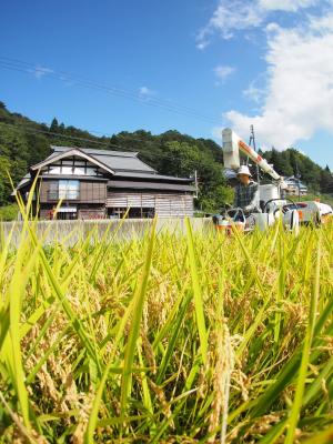 田んぼの水稲の写真
