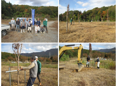 中山間地域支え隊　11月3日　柿崎区上中山　八重桜植樹作業の様子（4枚組写真）