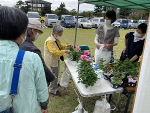 花苗などみどりに関する販売（写真）