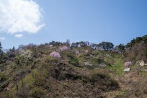 春日山　山桜　写真
