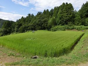 ドローンによるカメムシ防除の様子（写真）