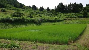 土壌活性剤散布の様子（写真）