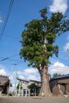 稲谷「だんとうの大杉」　サムネイル　写真