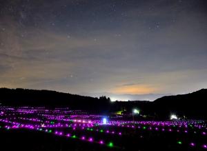 棚田のきらめきの様子ピンク色（写真）