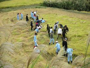 小学生の稲刈りの様子（遠景写真）