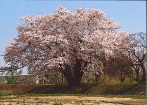米岡和みの八本桜全景　写真