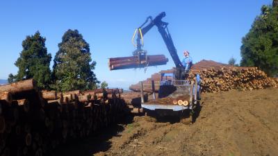 間伐した木の運搬の様子（写真）