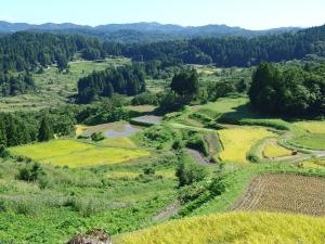 実りの秋を迎えた棚田（風景写真）