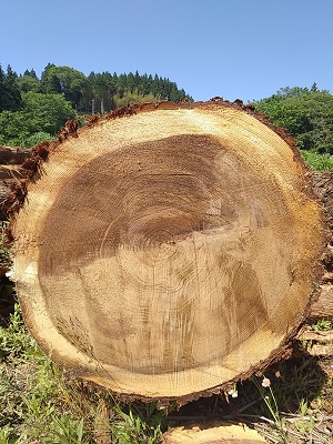 間伐したスギ（写真）