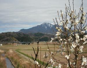 桜と米山の写真