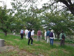 桜並木の下を散策する会員の様子（写真）