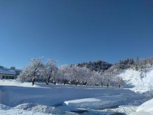 桜の木に満開の雪の花の様子（写真）