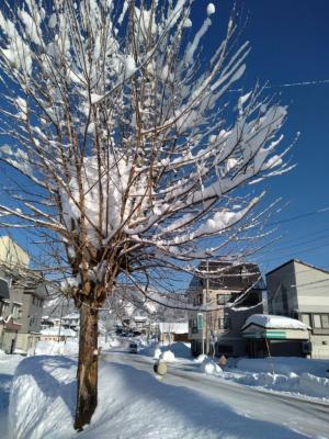 雪をかぶった街路樹の様子（写真）