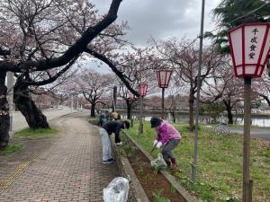 除草作業と桜の様子（写真）