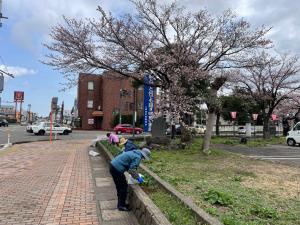 除草作業と桜の様子2（写真）