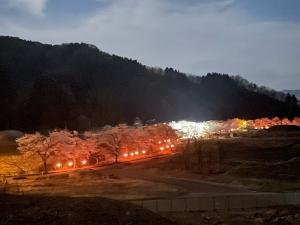 夜桜とぼんぼり（写真）