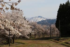 菱ケ岳と桜（写真）