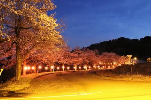 ライトアップされた桜（写真）