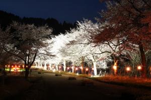 ライトアップされた桜並木（写真）