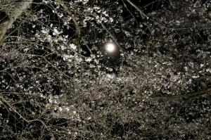 月と夜桜（写真）