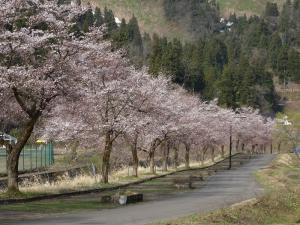 桜並木アップ（写真）