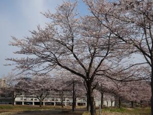 安塚中学校の桜（写真）