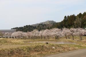 桜並木（写真）