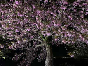 八重桜のライトアップの写真　１枚目