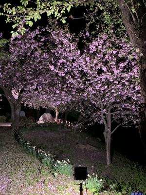 ライトアップされた夜桜の様子（写真）