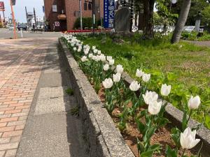 4月の花壇西側のチューリップの様子（写真）