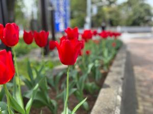 4月の花壇北側のチューリップの様子（写真）