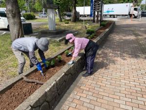 花壇北側の苗配置作業の様子（写真）