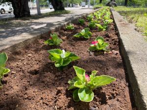 植栽後のベゴニアの花の様子（写真）