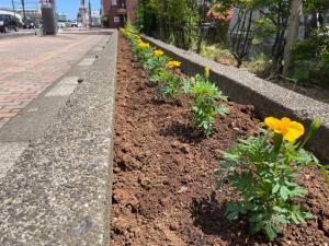 植栽後のマリーゴールドの花の様子（写真）