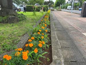 除草前の花壇の様子（写真）