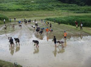 柿崎小学校6年生の東横山での田植えの様子（写真）