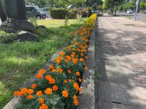 マリーゴールドの花壇の写真