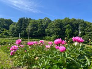 シャクヤク（写真）