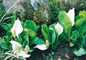 清水の流れに沿って咲く水芭蕉（引き）