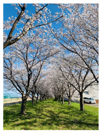 関川河川敷の桜並木（写真）