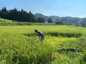 稲の様子を確認する佐藤さんの写真