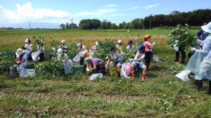 枝豆の収穫体験（写真）